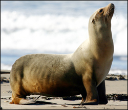 Side-view of a sea lion on a beach showing position of back flipper facing forward.