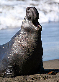 Bull elephant seal sitting upright on beach