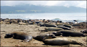 Hundreds of elephant seals on a beach at sunset.