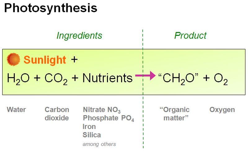 Photosynthesis Earthguide Online Classroom