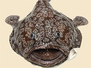 Shaefer's anglerfish