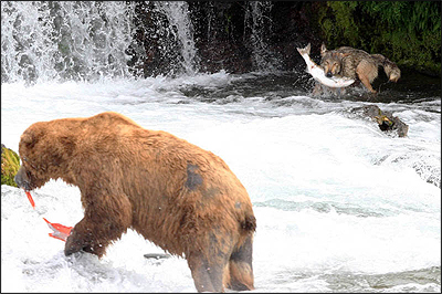 Photo of bear and wolf catching salmon in an Alaskan river.
