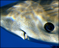 Ampullae of Lorenzini on snout of Great White Shark