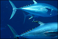 Three Yellowfin Tuna swimming.