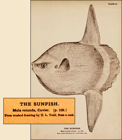 types of fishes in ocean. Ocean Sunfish or Common