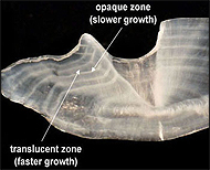 Fish otolith or earstone.