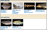 Image link - Table of primnitive vs. derived features of fishes.