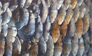 Fish scales - The Australian Museum