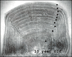 Amnual growth rings on scale of Striped Bass.