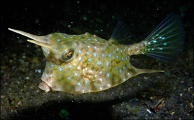 Photo of swimming Longhorn Cowfish in Indonesia.