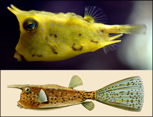 Comparison of images of Rainbow Trout.