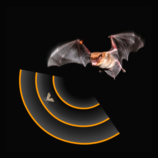 Photo of bat using echologcation, just about to catch a moth in flight.